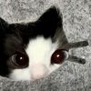 ccookiee_0