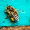 beekeepers.pantry