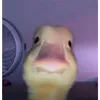 coolbirbs