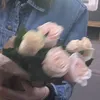 zahraa8533
