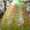 kosikumadodzidome
