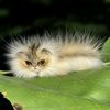 coconut.zeno1