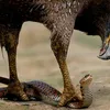 aigle1theyou
