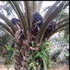 sawit_unggul_indonesia