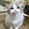 chan_lilyy09