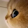 1average._.potatobean