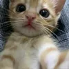 🐾🐾🐾