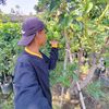 sentra_bibit