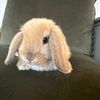 i.love_bunnies_