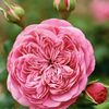 yantie.vallensia