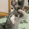 imarabbit37