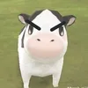 ngotchimto
