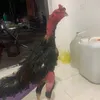 ckth36