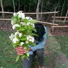 sumaiya27531