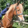 ash_pets.horsesxoxo