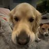 fayethorman_0