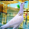 peeran.ditta47