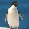 penguinius_no3