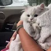 chloe_4335