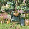 garden_0251