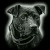 Gameness apbt adba