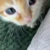 ali1003000