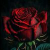 queen.peshoo33