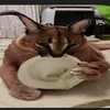 yakbkks