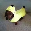 dachshundinabanana