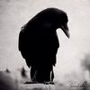 asthecrowflies4