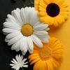 pauli_12579