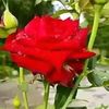 .aminur.rahman8