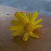 زهراء آل تميم 🦋.