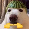 gostodecookie8