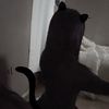 sillygirlblogs