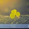 mucnhien1996