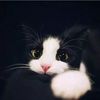 Funny cat