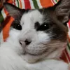 bababa.12