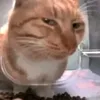 nht_02tt
