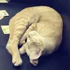 cnguoilaimeow_kitty