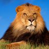 lion83370