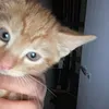 wafficle