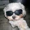ilovemydog831