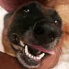 luzcameraecachorro