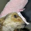 babylonchik2