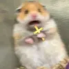 awpewme