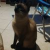 dominick0787