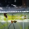 ayieguppy