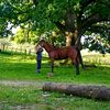 horses4life801