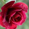 amirat.oumi18